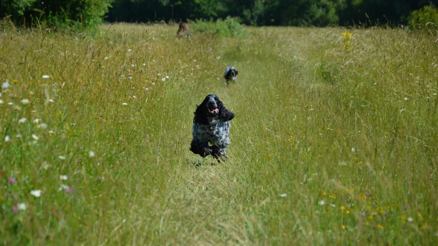 the two dogs are running in the grass