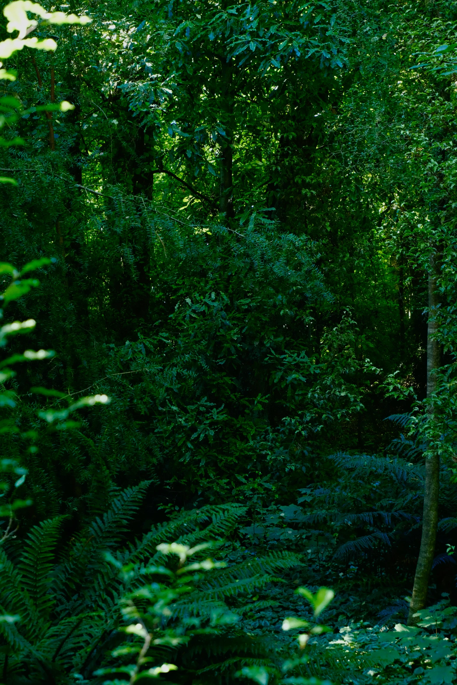 a path in a wooded area of trees and plants