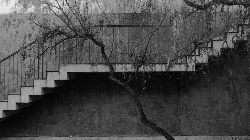 trees are growing up the side of some stairs