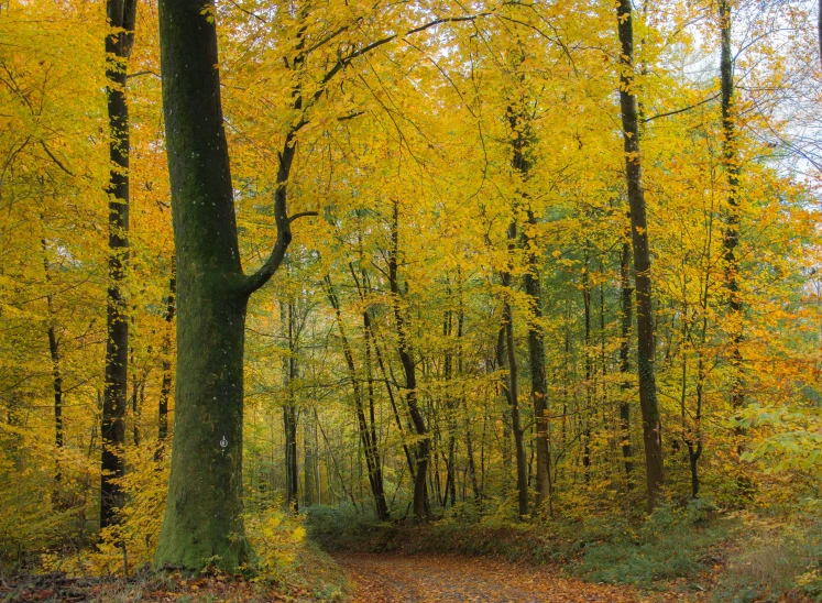 a path splits through the woods on an autumn day