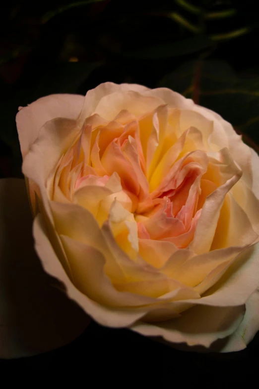 a yellow rose with red and white petals