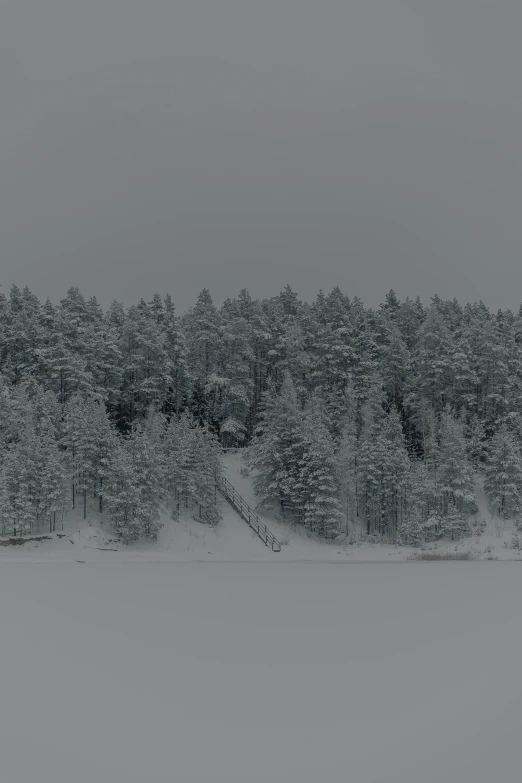 a field that has trees on it covered in snow