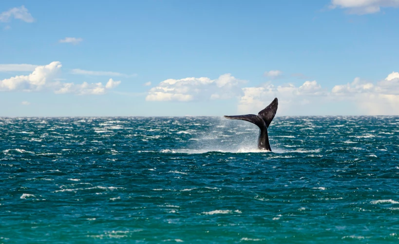 a whale tail that is sticking out from the water