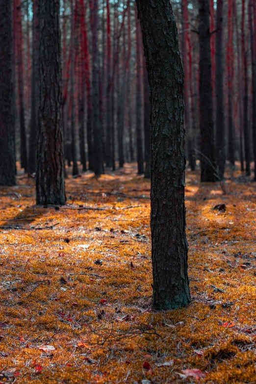 a small group of trees with the colors of autumn on them