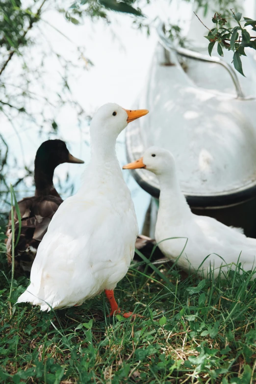 two ducks that are standing in the grass