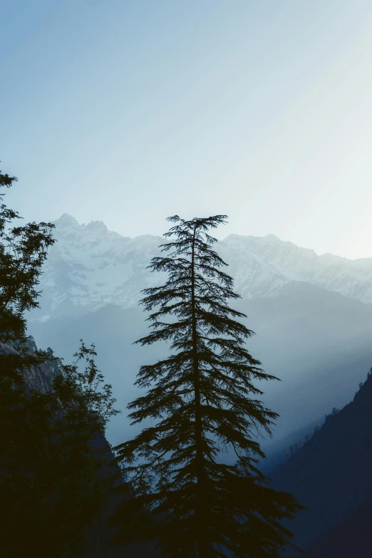 trees on the mountainside with blue skies in the background