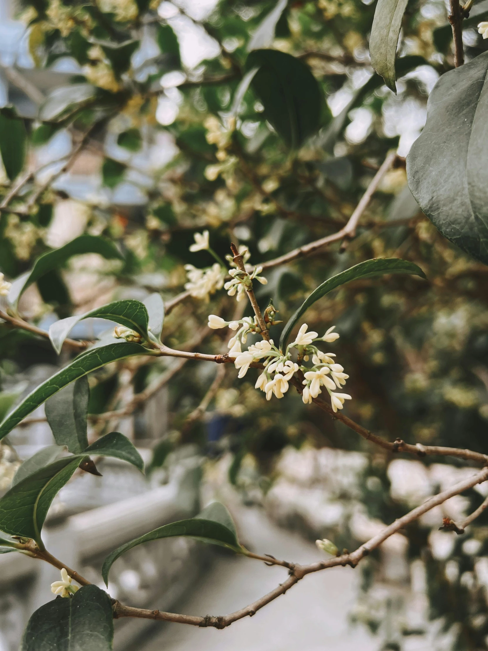 a nch filled with flowers in a tree