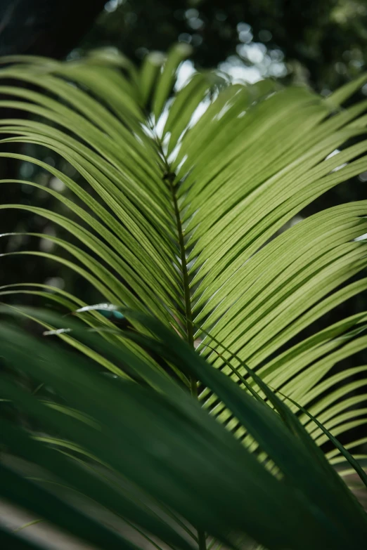 a tall plant with green leaves on it