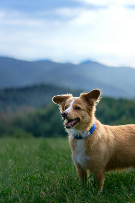 a small dog with his mouth open standing in a field