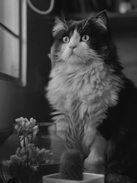 a cat with a funny look on it's face, sitting near a vase with flowers