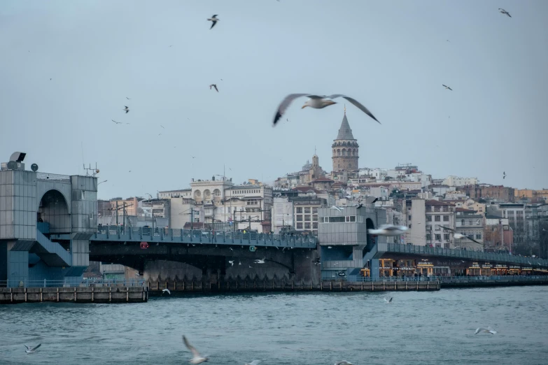 several seagulls fly over the water with a city skyline in the background