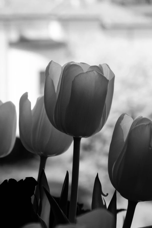 there are tulips growing outside in the rain