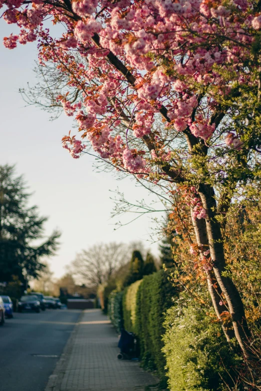 pink blossoms are on the tree lined street