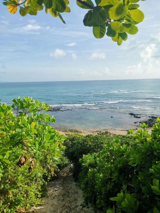 a lush green plant on the side of the ocean