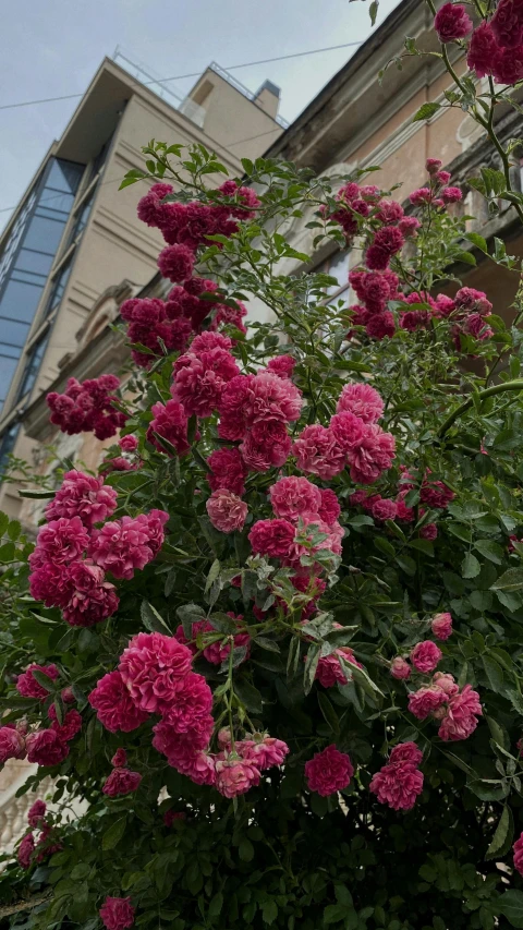 a bush full of flowers sitting outside a building