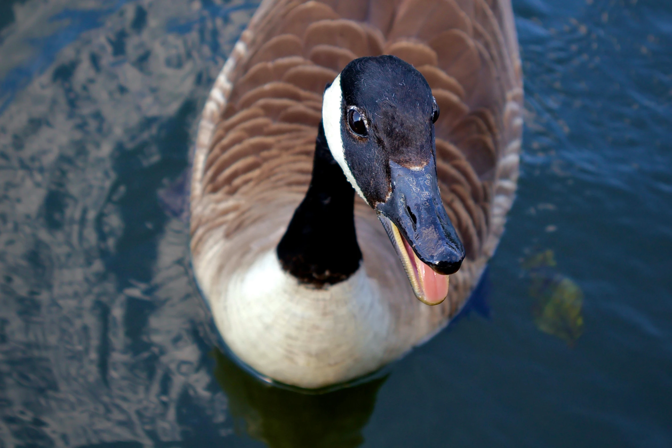 a goose is looking up at the camera