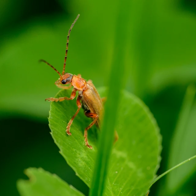 a brown insect on top of a green leaf