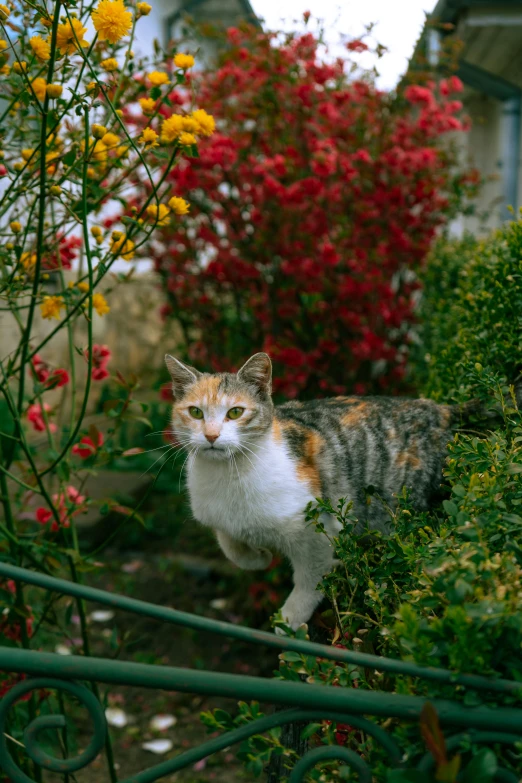 cat standing in a flower bed next to red, yellow and orange flowers