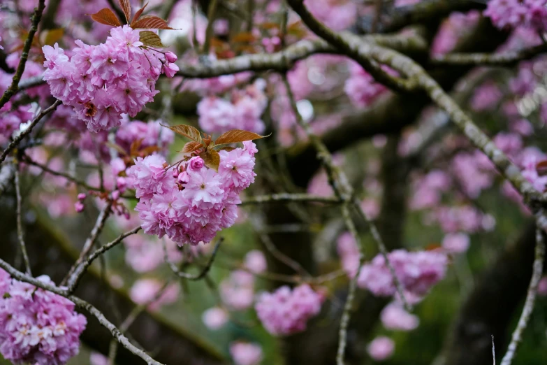 a flowering tree is pictured in the rain