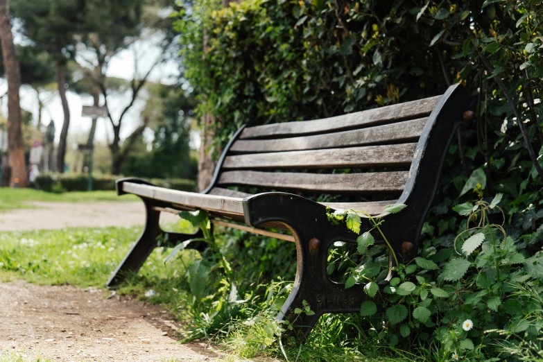 a wooden bench in front of green plants and trees