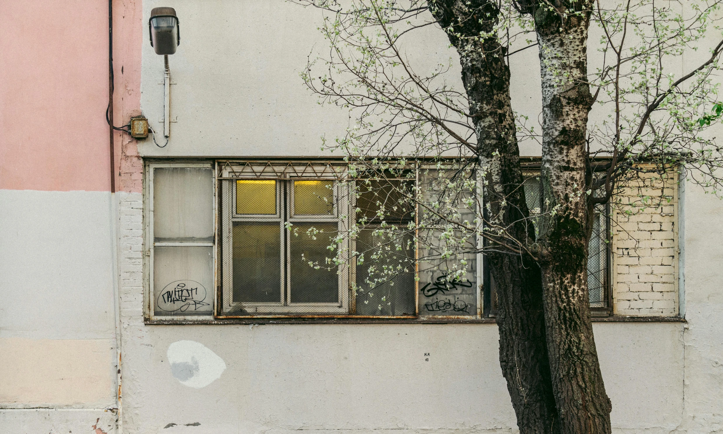 a tree in front of a white building