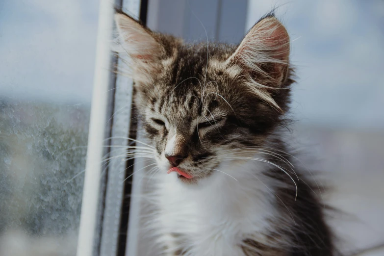 a cute little kitten that is looking out of the window