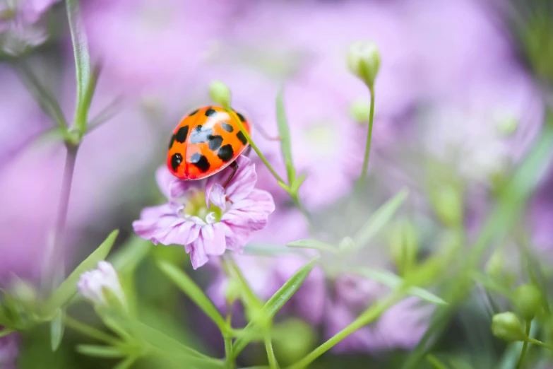 an orange and black spotted ladybug on a purple flower