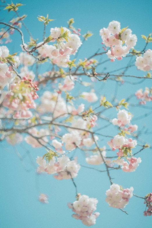 a pink blossomed tree is shown in a blue sky