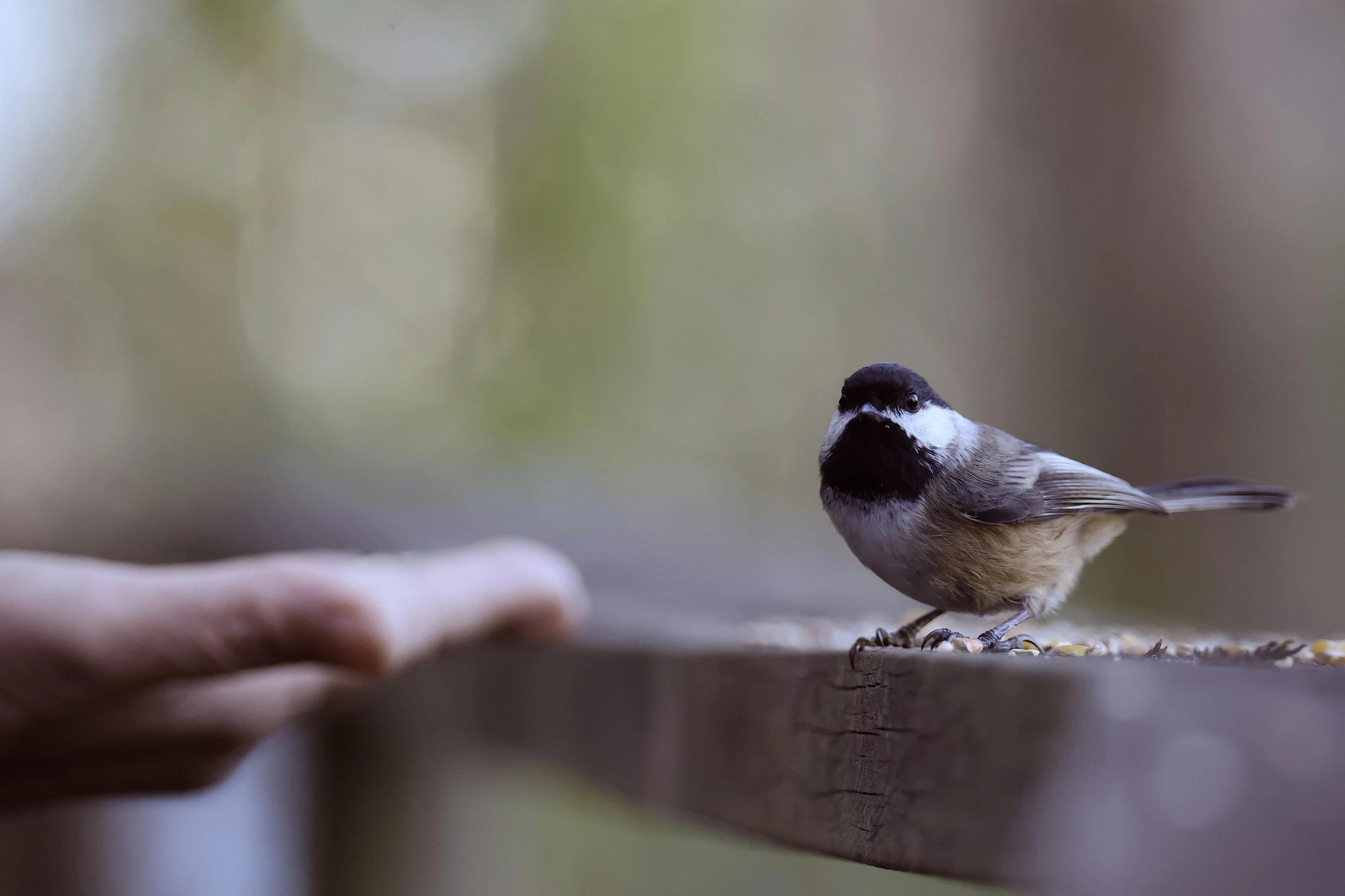 a small bird perched on top of a wood beam