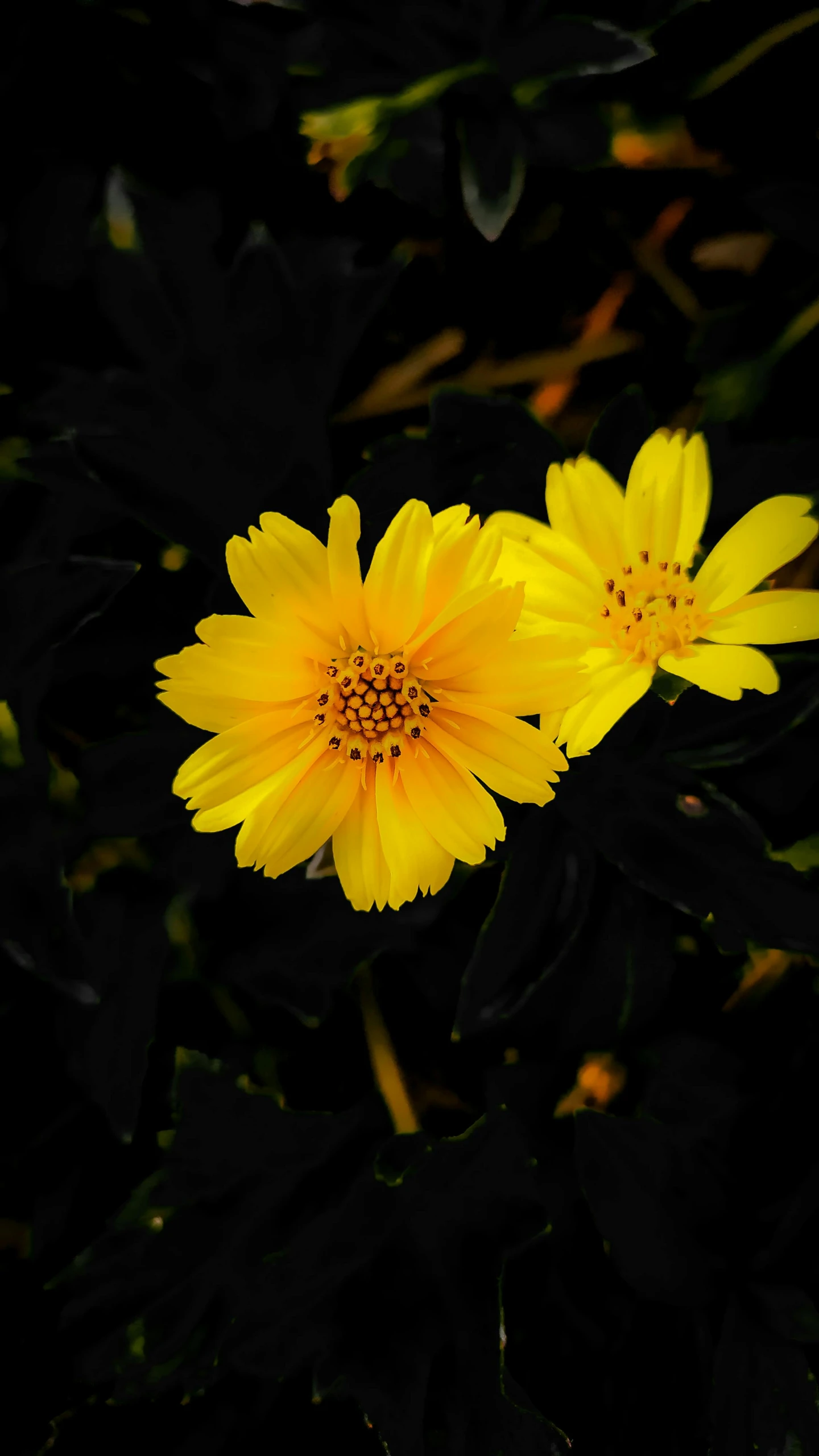 two large flowers are sitting together in the dark