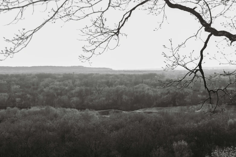 a black and white po of a tree in the distance