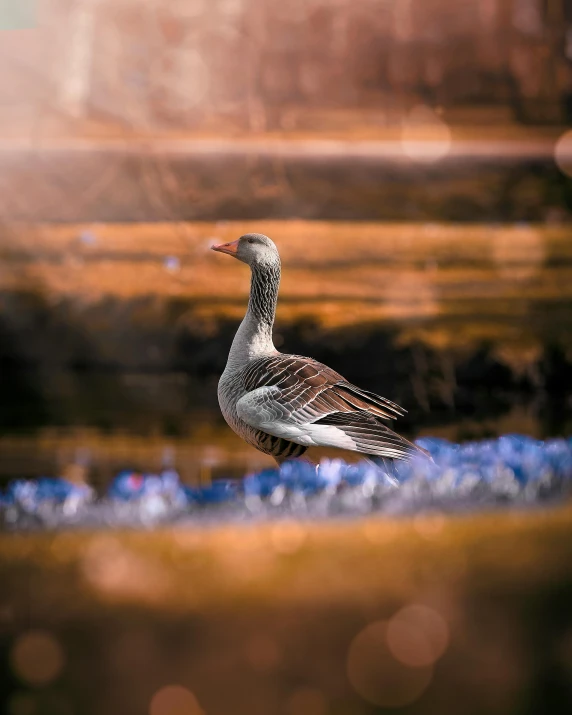 a white and black duck sitting on top of water