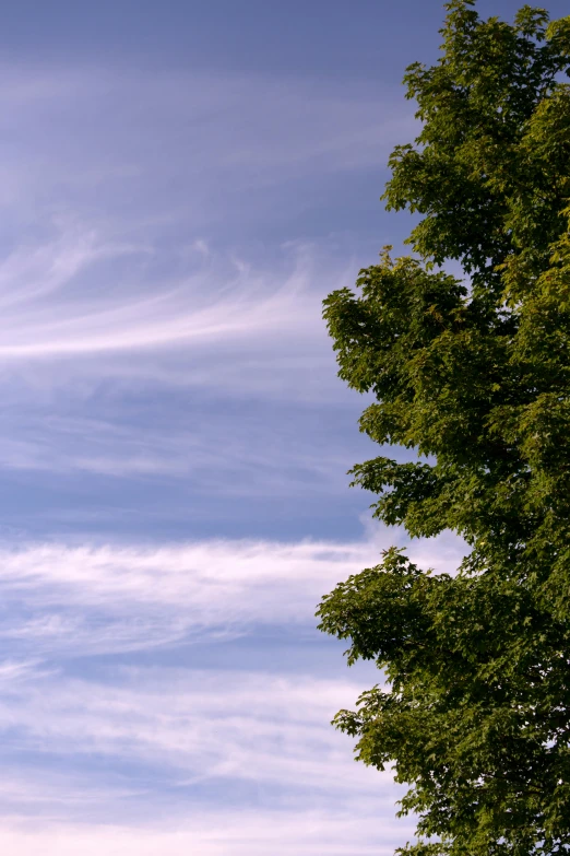 a large tree and a plane flying in the sky