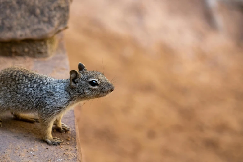 a squirrel perched on the side of some rocks