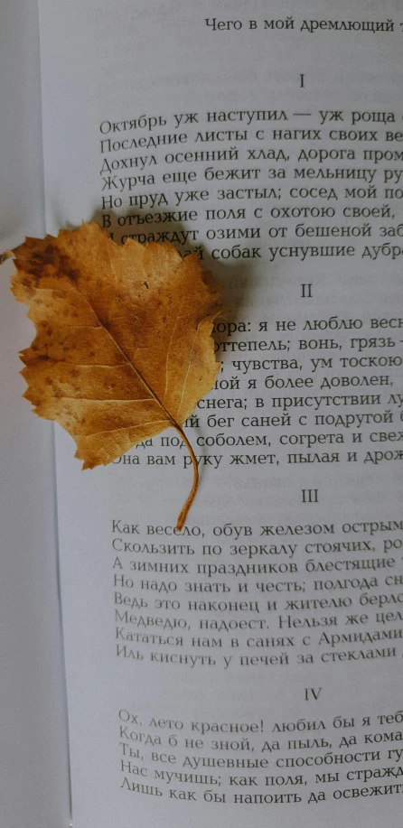 a leaf laying on top of a book page