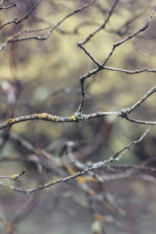 a small bird sits on a nch in a tree