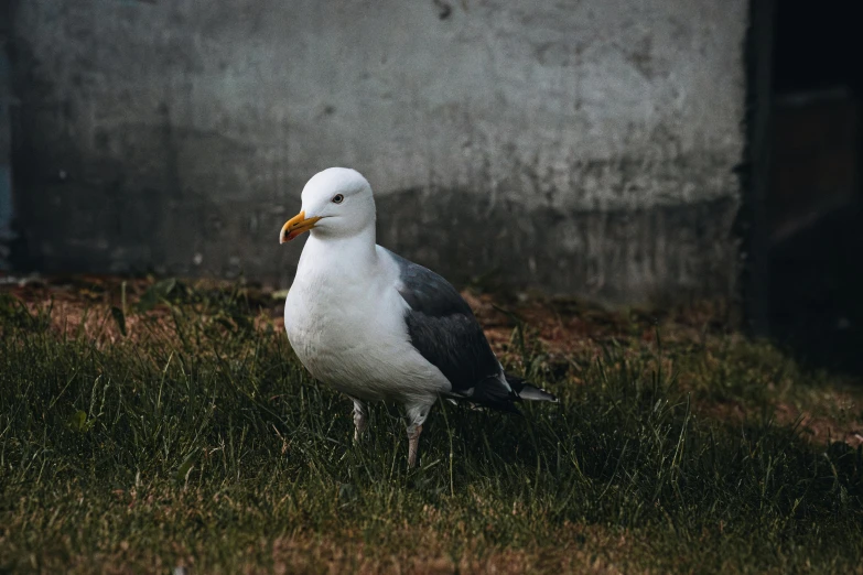 a black and white bird sitting on a patch of grass