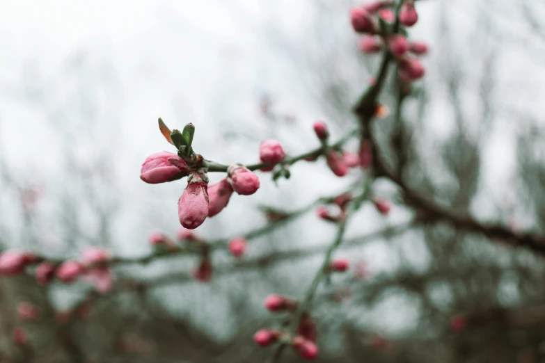 pink flowers are blooming on the nches