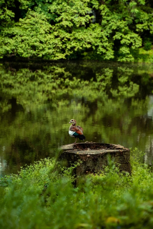 a bird that is sitting on top of a tree stump