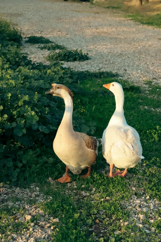 two white geese on grass looking off in distance