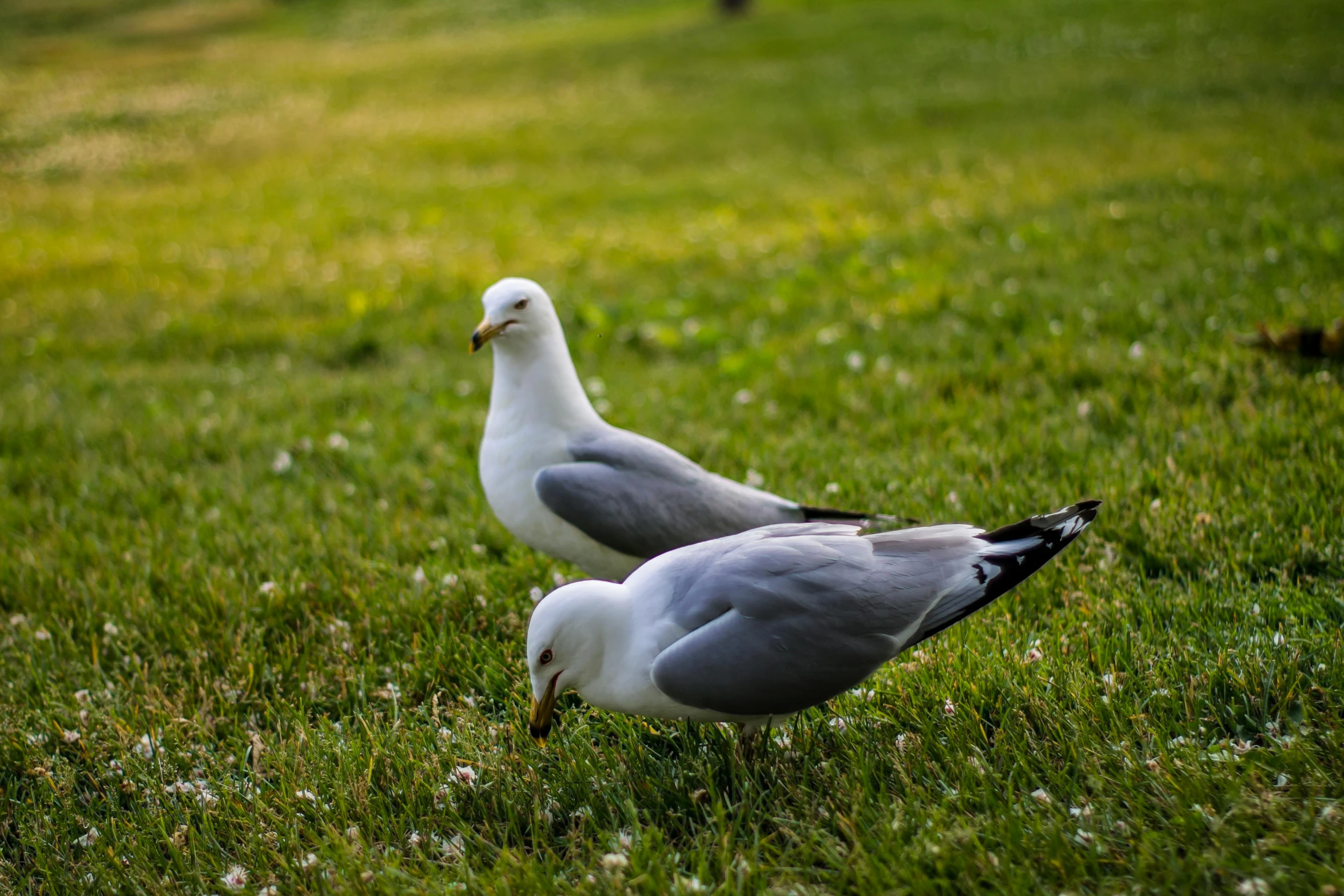 two birds on the grass with one pecked up