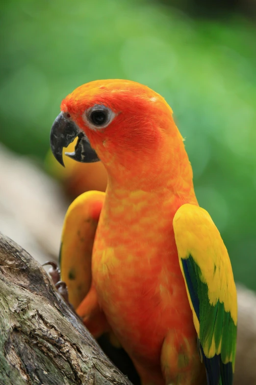 colorful bird perched on a tree nch by the water