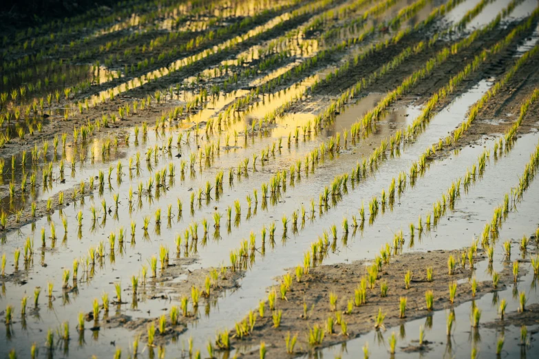 an aerial view of rows of small tree lined land