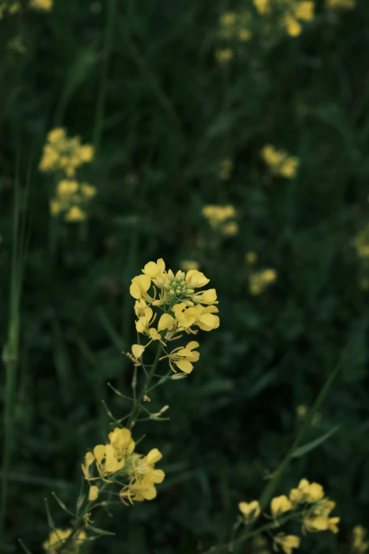 a yellow flower is blooming near some tall grass