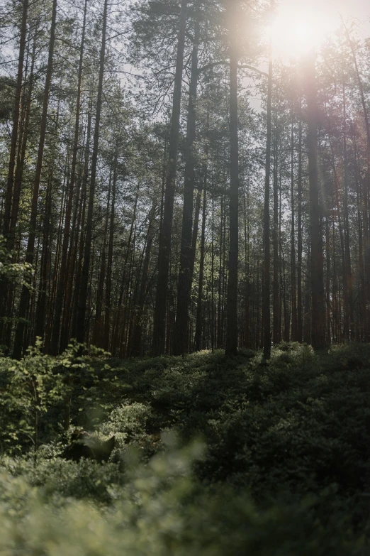 sun shining on the nches of trees in the woods