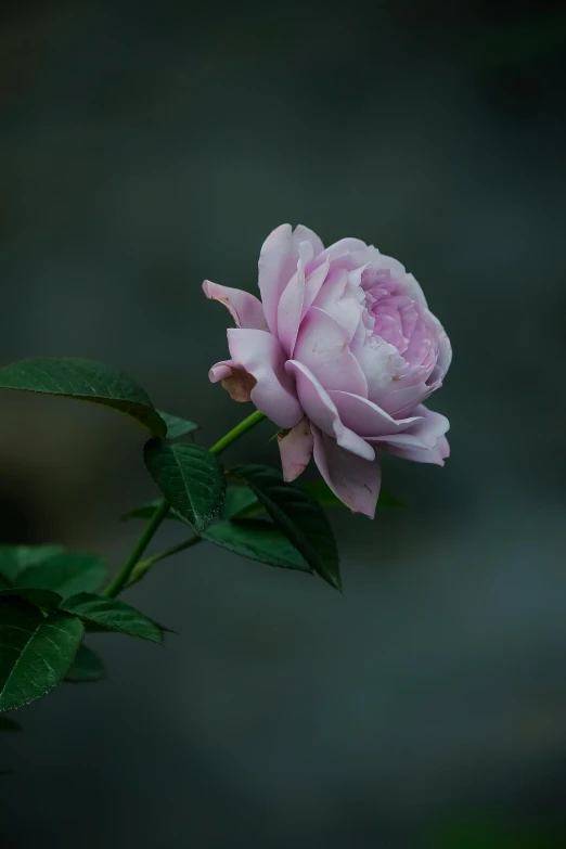 a close up of a single pink flower