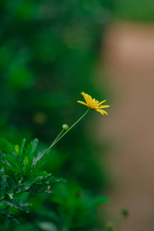 a single yellow flower is growing on the end of leaves