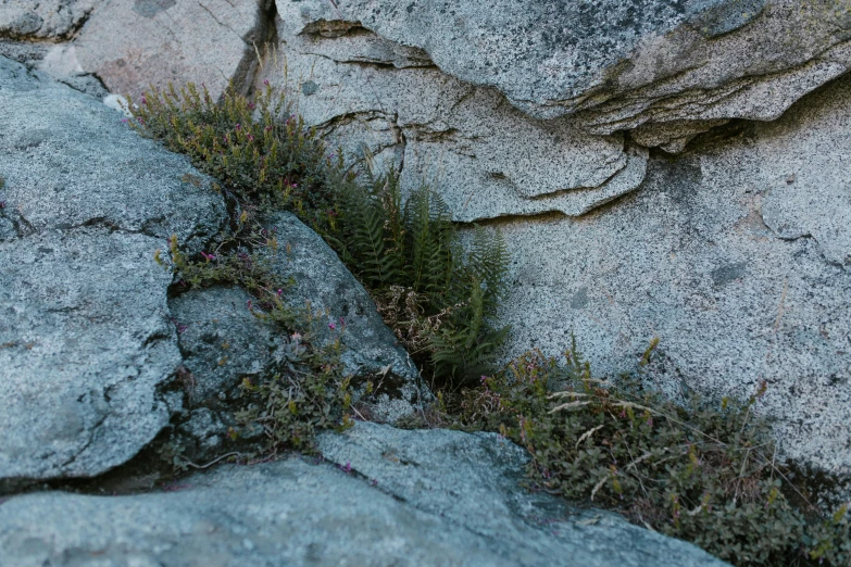 a small plant grows in the middle of some large rocks