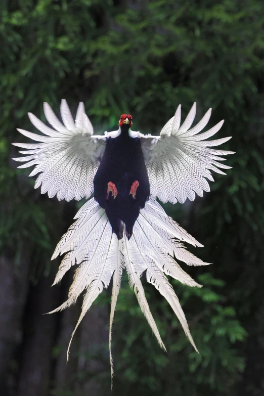 a bird flying across a forest with it's wings spread wide