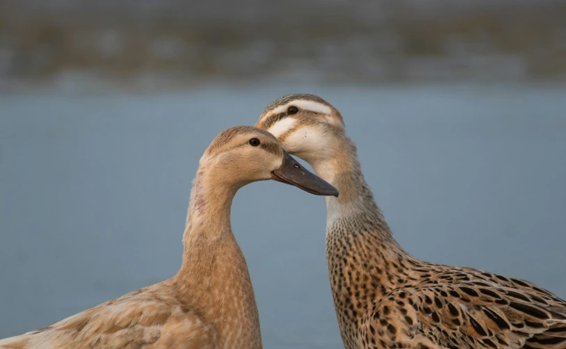 two ducks on the ground near water